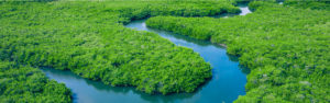 Winding river among green riverbed